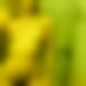 Foto von Anke