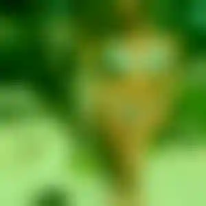 Foto von Pauline