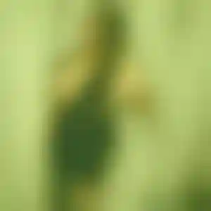 Foto von Pia