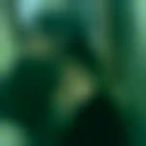 Foto von Iris